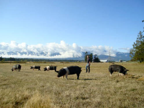 Dirk, with his pastured pigs at Sloping Hill Farm