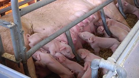 Factory raised pork. A sow feeding piglets from a farrowing crate.