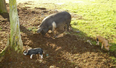 piglets rooting